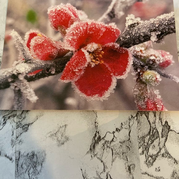 Christmas, Seasons Greeting & Holiday cards. Total of 60 cards - Picture 7 of 16